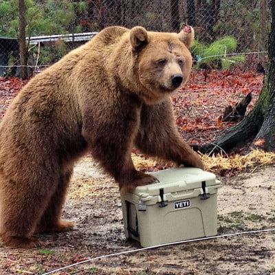 hard sided cooler - durability