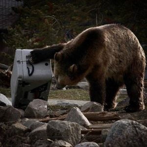 Siberian Coolers - Bear Resistance